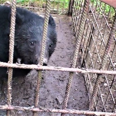 小泉進次郎環境大臣に クマを乱獲しないよう