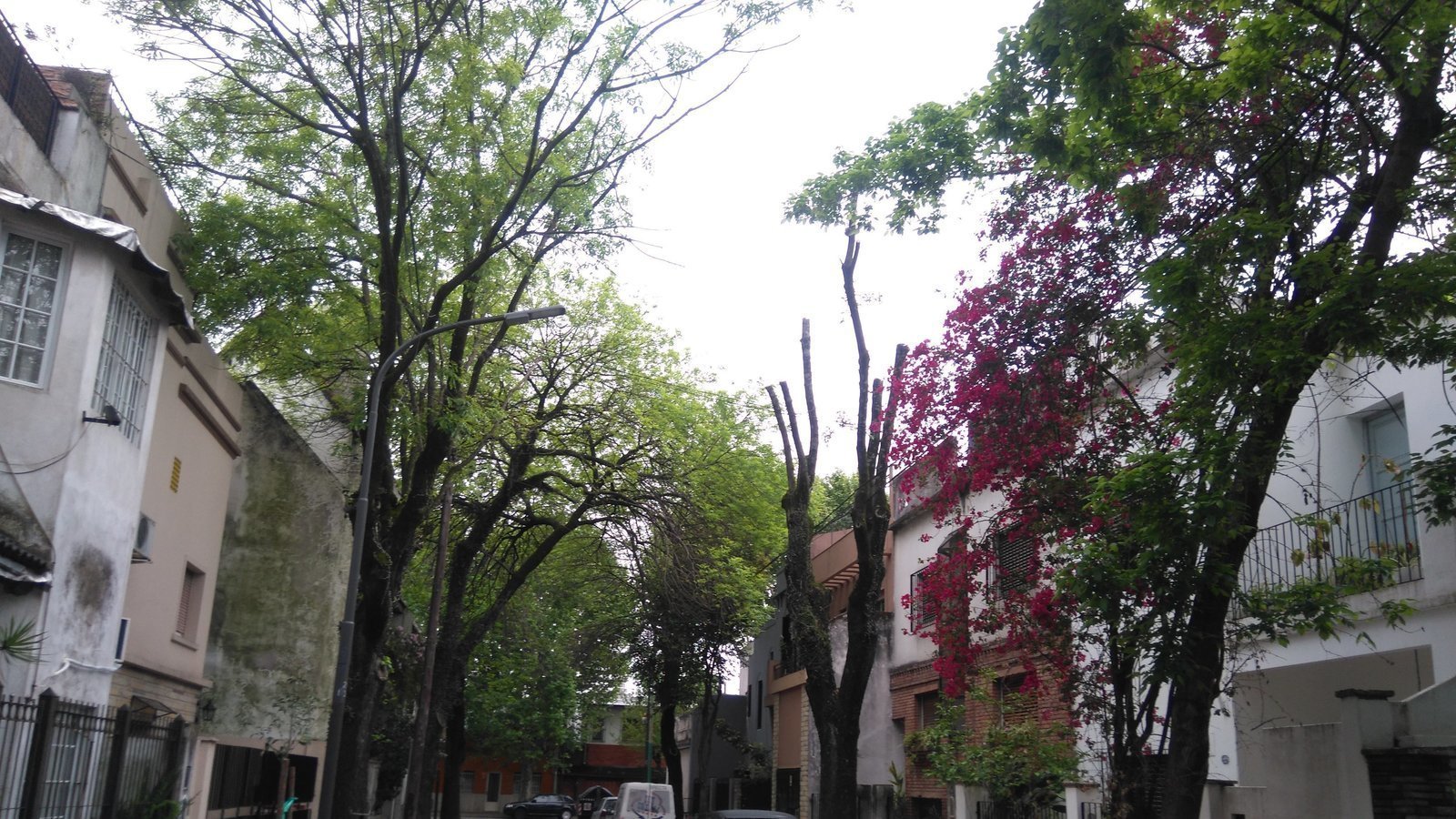 Petición · Salvar arbolado barrio historico villa Santa Rita ·