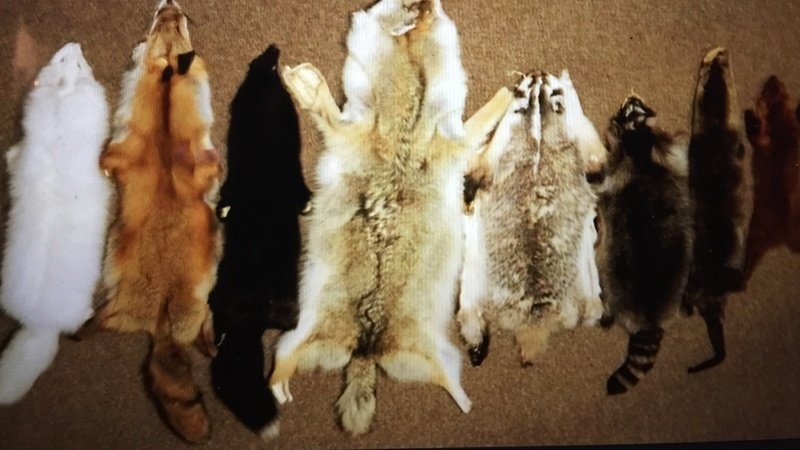 Petition · Stop animals being worn as fur coats ·