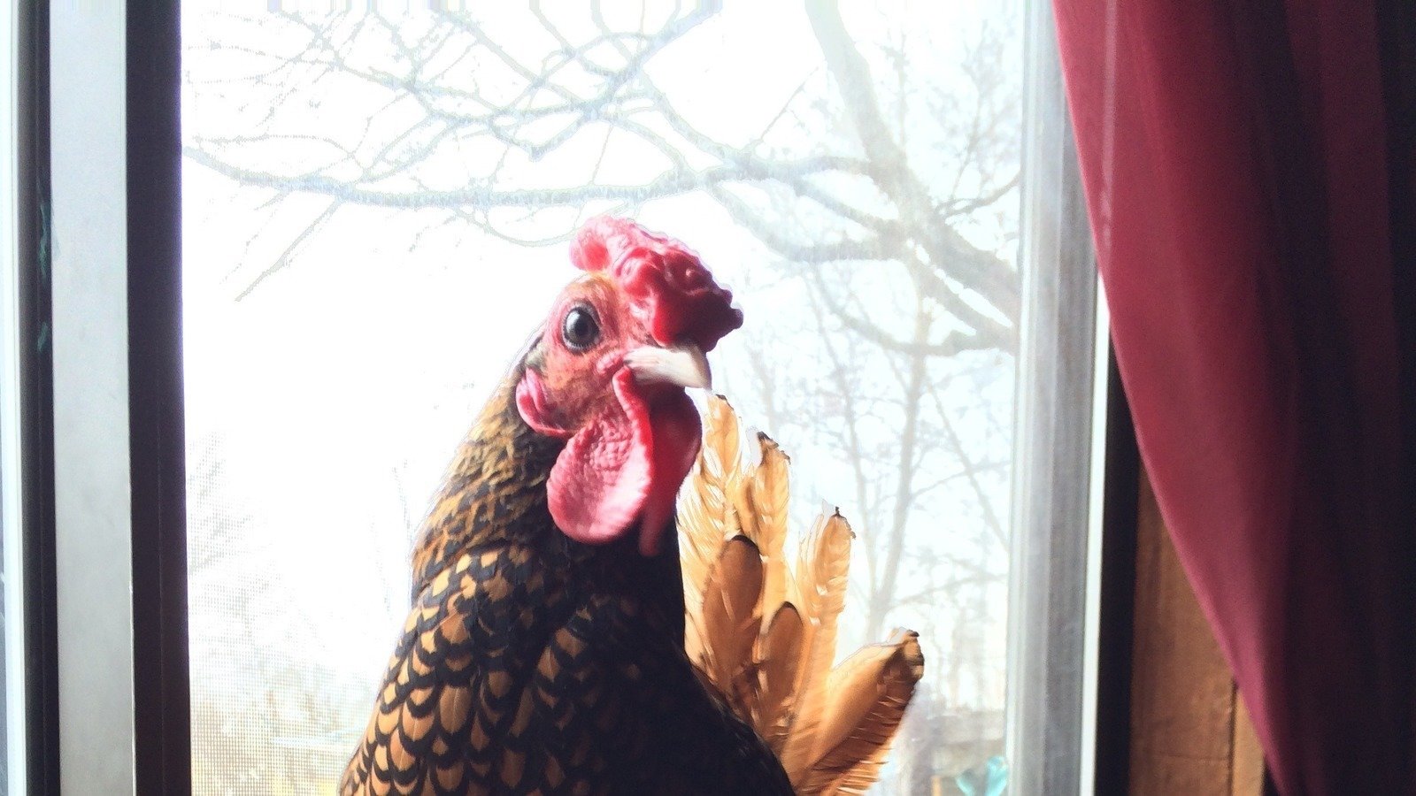 Petition · Allow local couple to keep their pet rooster United States