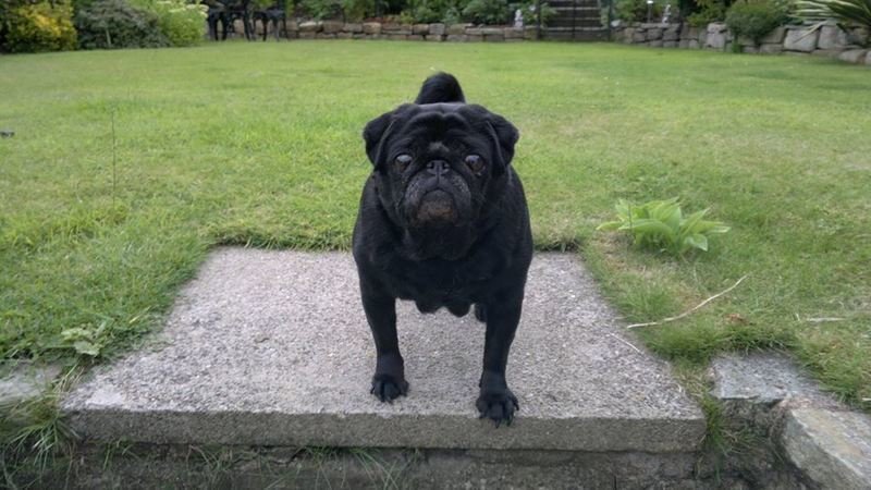 Petition Sub Health Comitee The Pug Dog Club Uk Pug Owners Want Pde Testing Of All Dam Sires Of Every Pup Kc Registered And Hv Checked Change Org