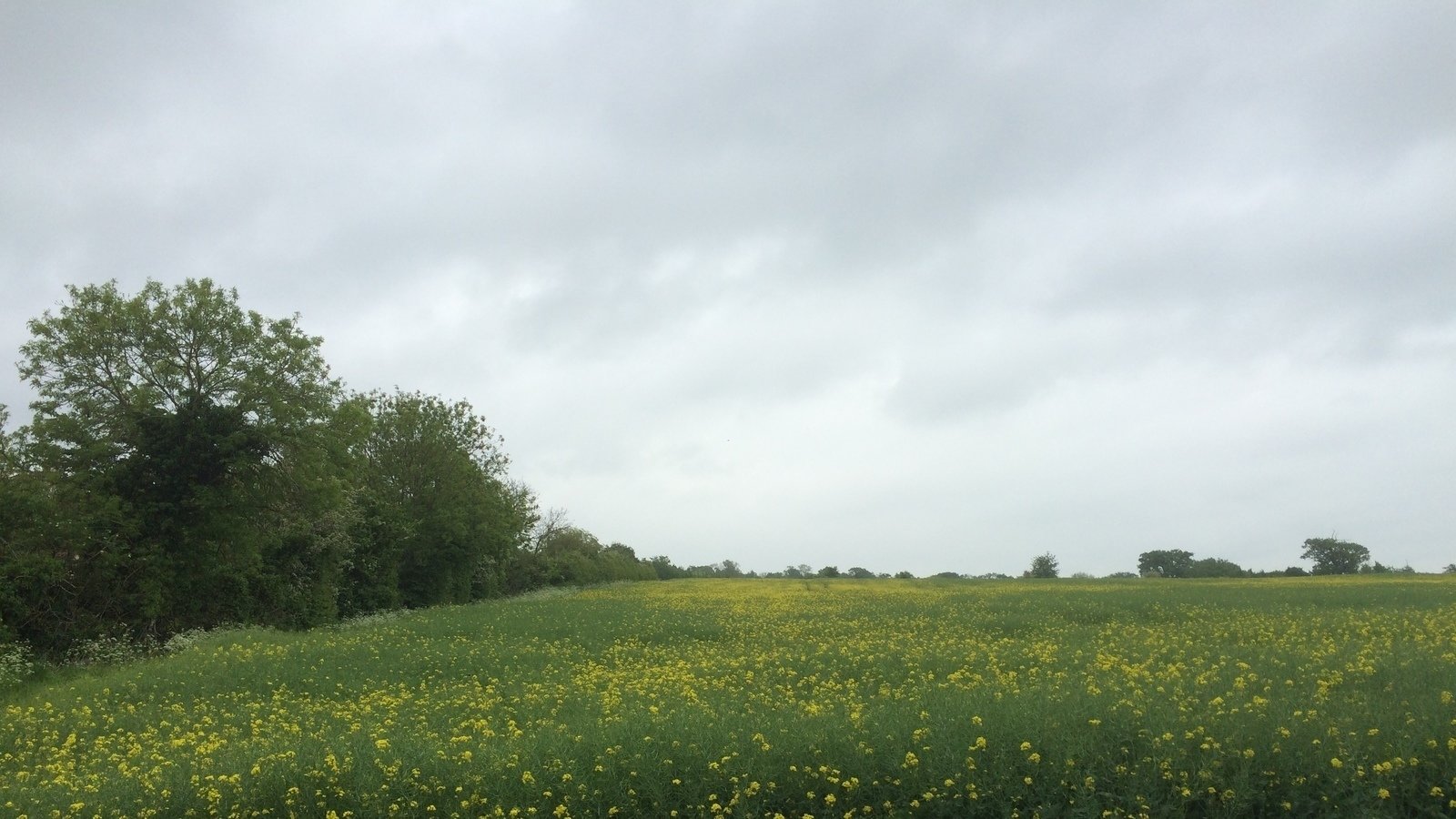 petition-keep-the-44-bus-route-through-sunningwell-bayworth-and