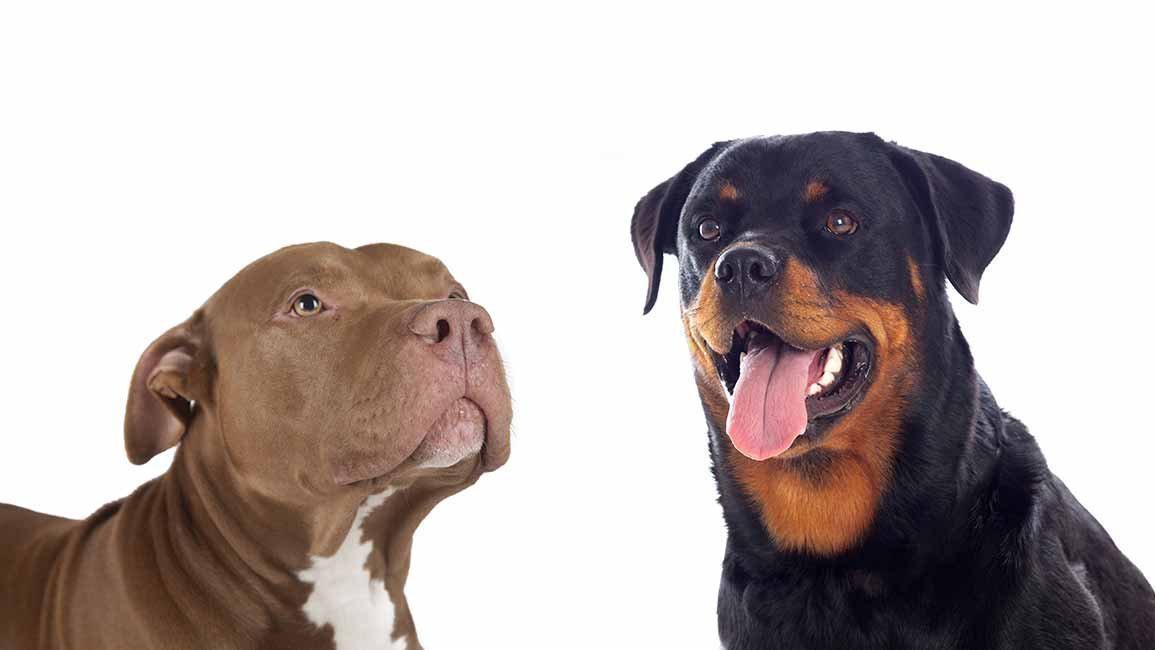 Petition · Change the Policy on Restricted Breeds ·