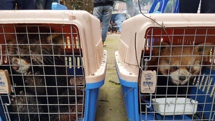 Petition · Help Save Endangered Red Pandas from the Illegal Wildlife ...