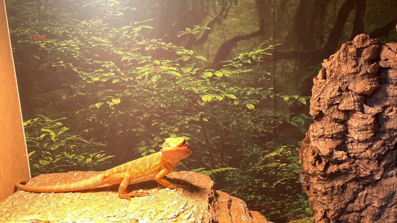 Petition · Pet shop cruel condition for Animal wrong advice selling