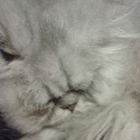 ChangeOrg profile picture for @Sued