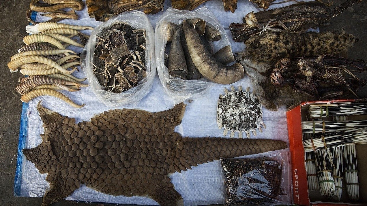 Petition · Wildlife trafficking arrests - Philippines · Change.org