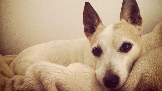 petition walkers introduce pet suffocation warning labels to all