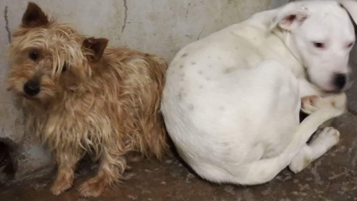 Petition · Changes to Ennis Dog Pound/ Shelter Ireland ·