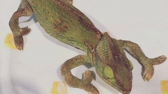Petition · Ask pet stores to stop stocking products that cause