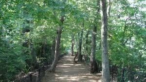 キャンペーン 小平市長殿 道路整備事業に伴い玉川上水 小平中央公園伐採計画中 約５００株 の樹木を守って下さい Change Org
