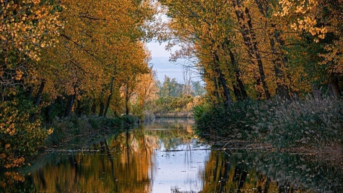 Petición · Paremos la tala de árboles en el Canal de Castilla - España ...