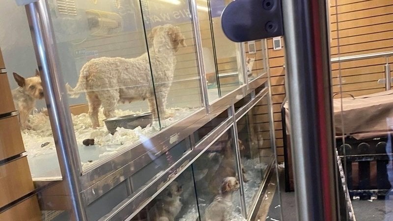 free kittens redbridge