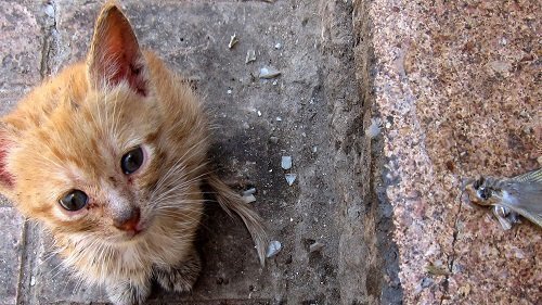 Chat Errant Qui Miaule Sans Cesse Pétition · Campagne stérilisation/vaccination chats errants à Perpignan