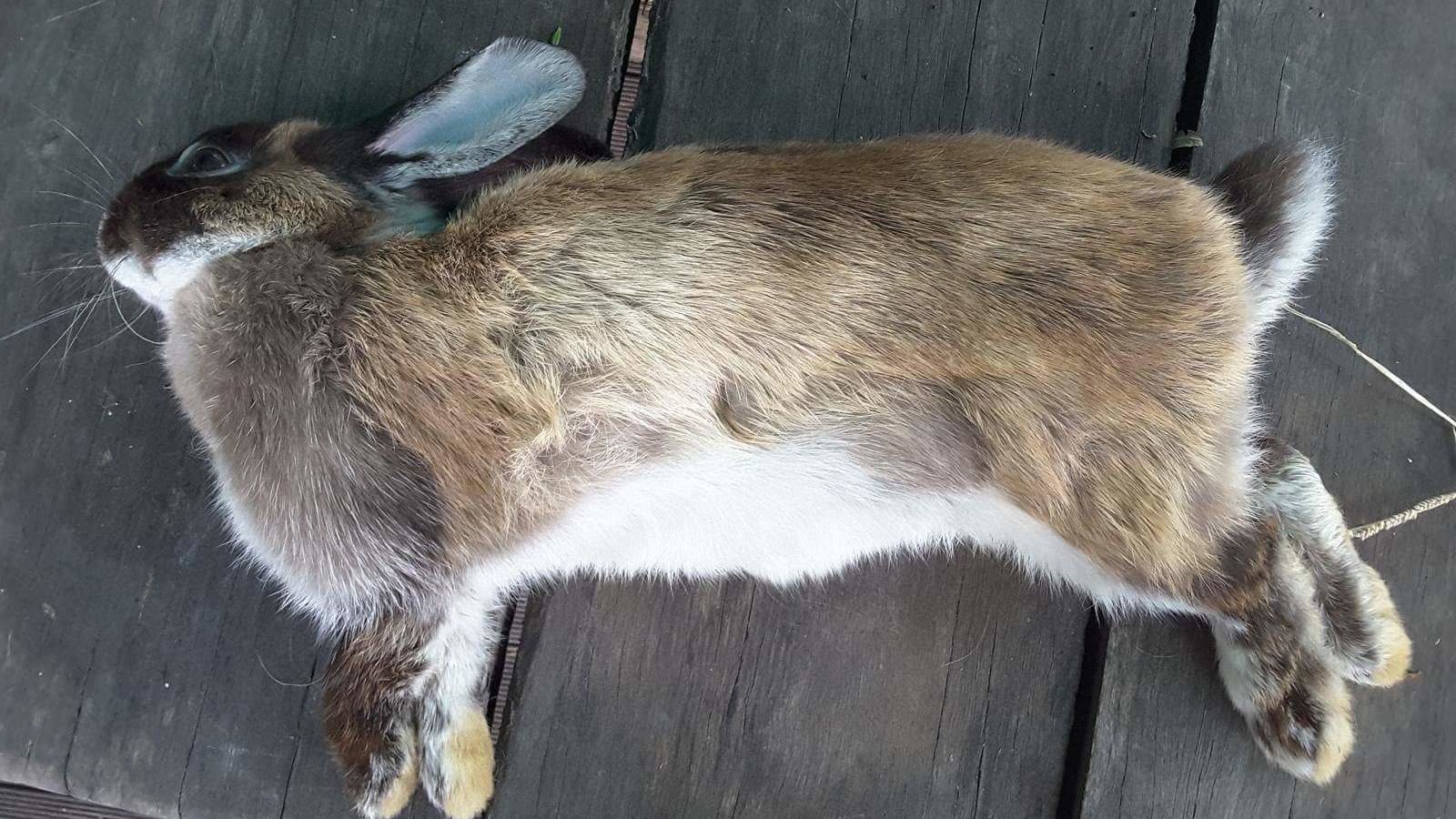 Petition update · SOUNDING THE ALARM BELLS DOMESTIC RABBITS STILL