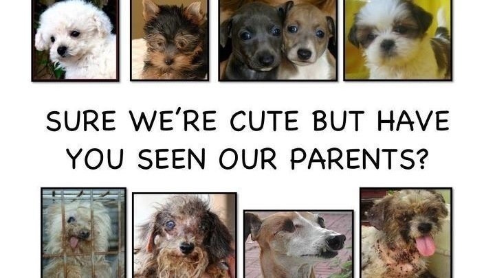 Petition · Stop the inhumane nature of puppy mills - United States ...