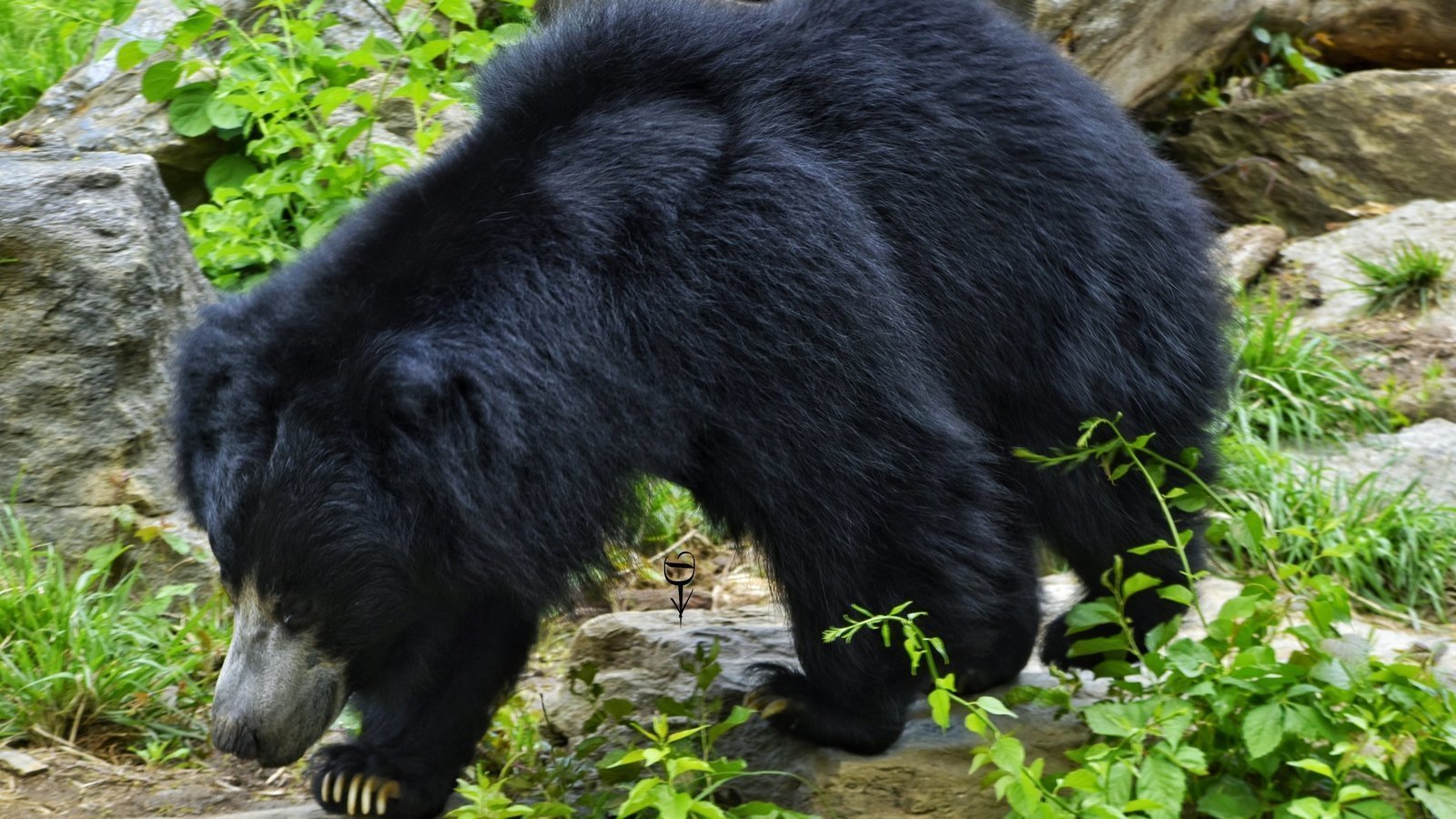 Petition · Remove Exotic/Endangered Animals From Philly Zoo - United