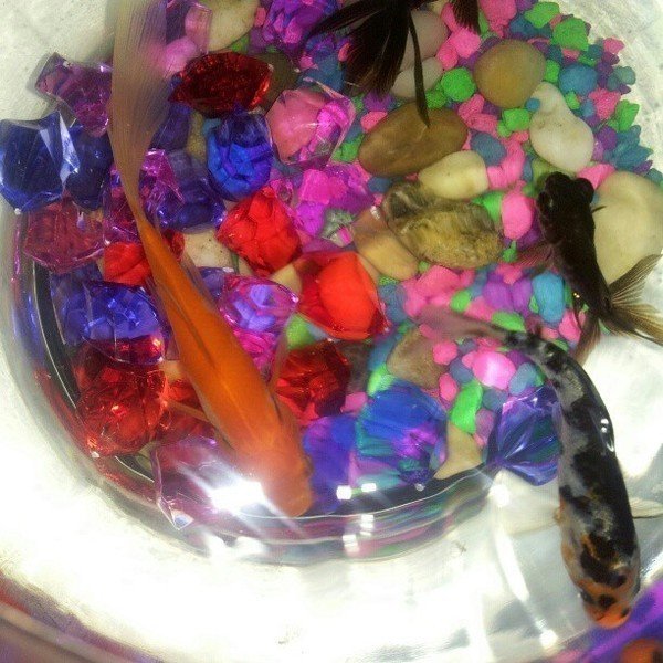 Petition · WalMart should stop selling live fish and killing returned fish. ·