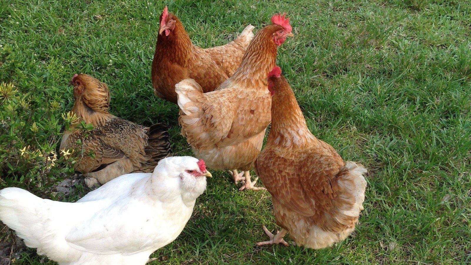 Petition · Backyard Chickens for Lee County Residential Areas. United