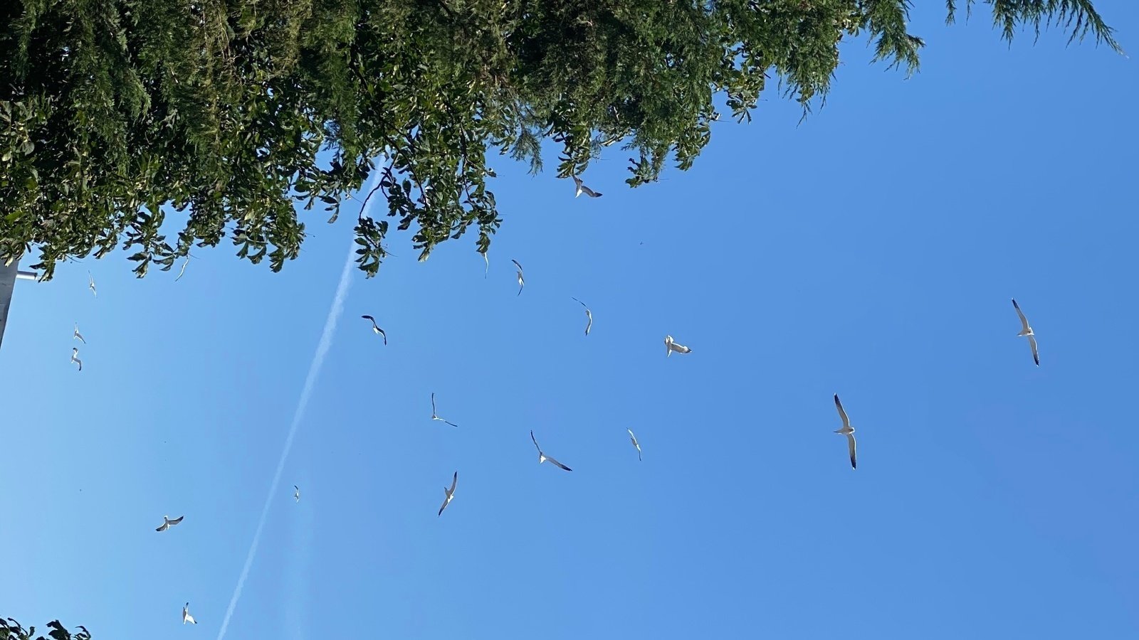 Petition · Reduce the numbers of pest birds nesting on NFT’s rooftop in