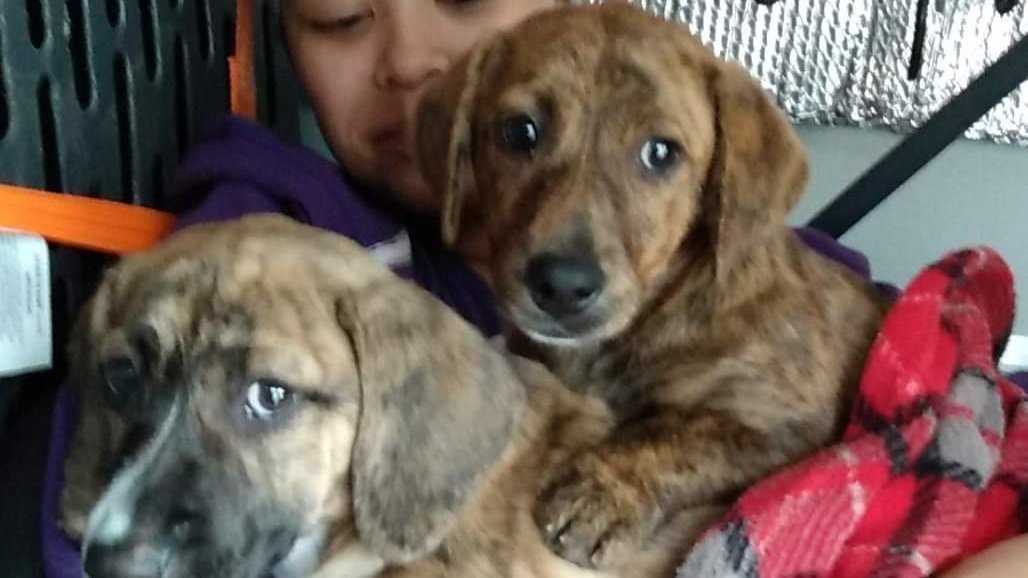 Petition · NORTH CAROLINA PROTECT OUR PET ·