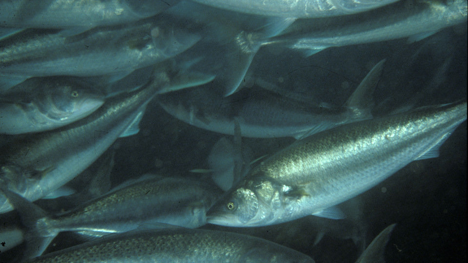 Petition · Sustainable Salmon Fishing ·