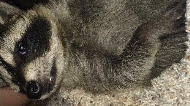 Petition · Help us save Bandit - United States · Change.org
