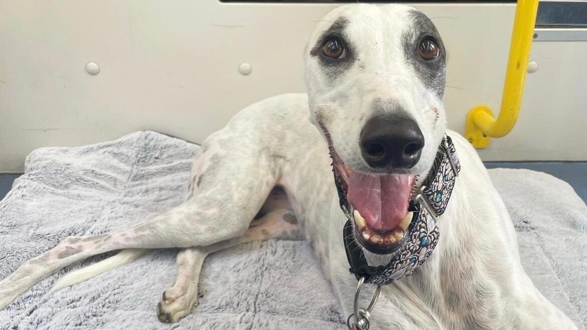 Petition · Ban Greyhound Racing in New South Wales Permanently Australia ·