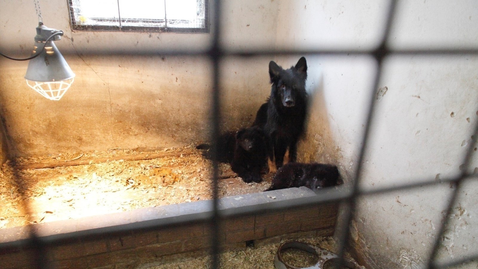 Petition · Stop the BBC producing new program “Will my puppies make me