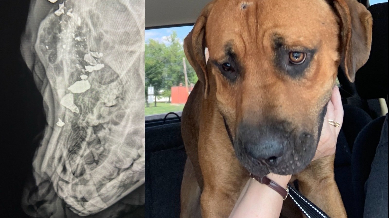 Petition · STOP Locust Grove, Oklahoma Police Department from Shooting