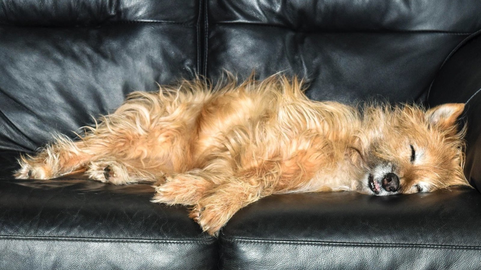 south east dog rescue