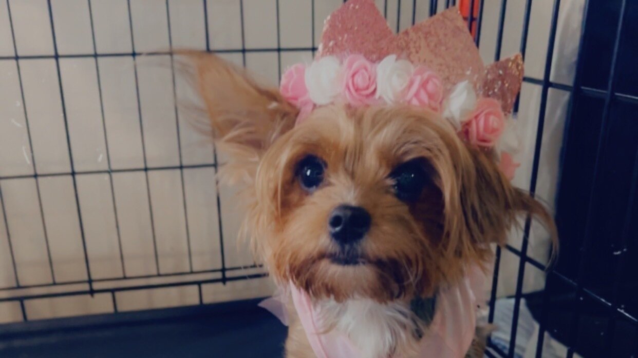 Petition · Protect Small Dogs in Apartments from Pit Bull Attacks