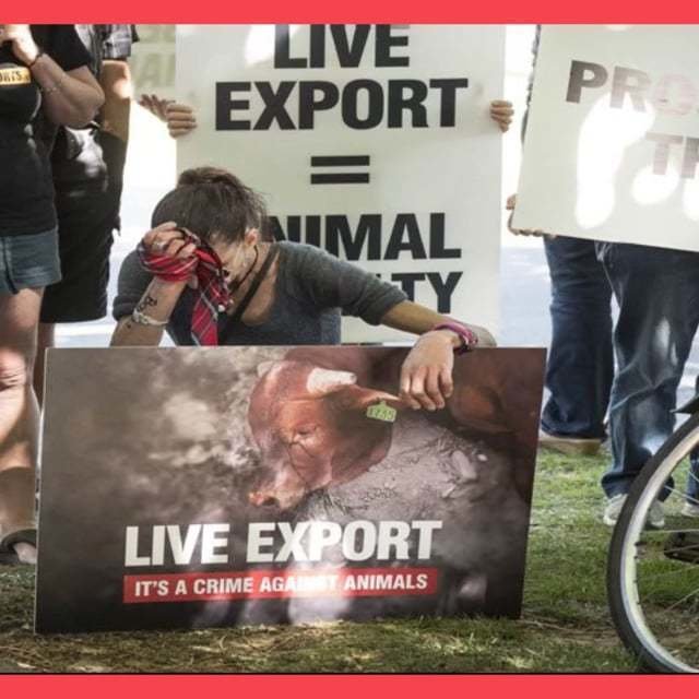 Petition · END 'LIVE ANIMAL EXPORT' Australia ·