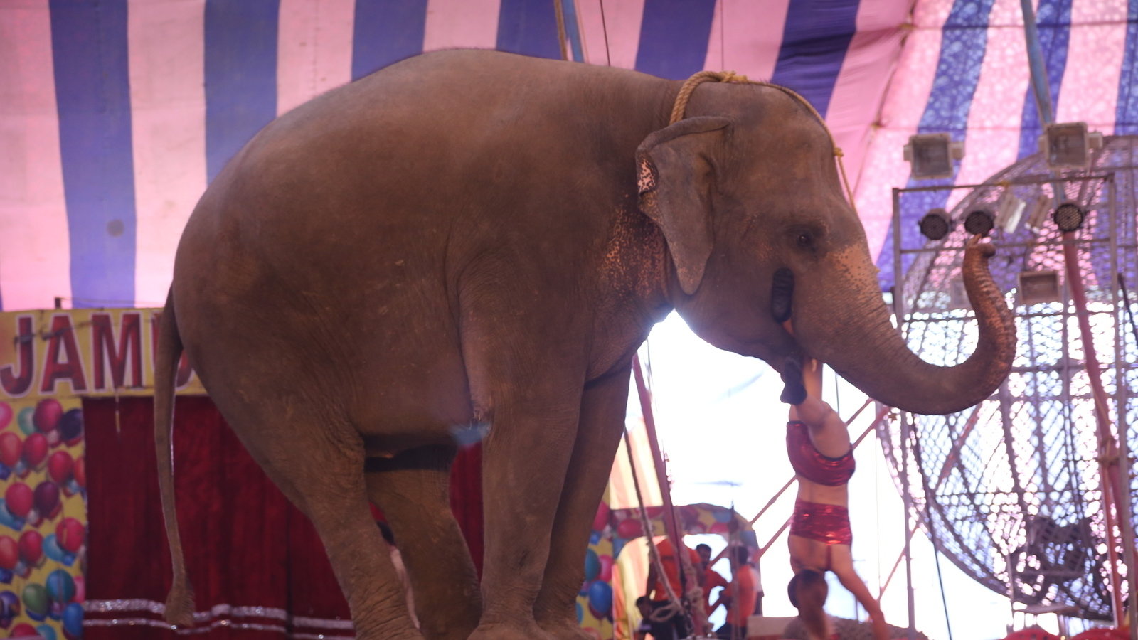 Petition · Support Govt of India's move to ban ALL animals in circus