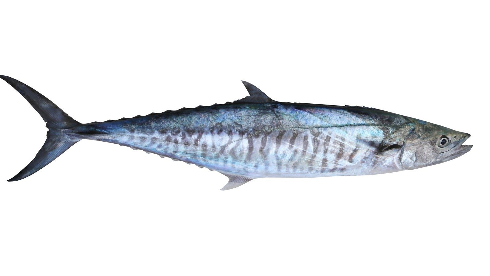 Petition · Retain Current Commercial and Recreational Spanish Mackerel Quotas Australia