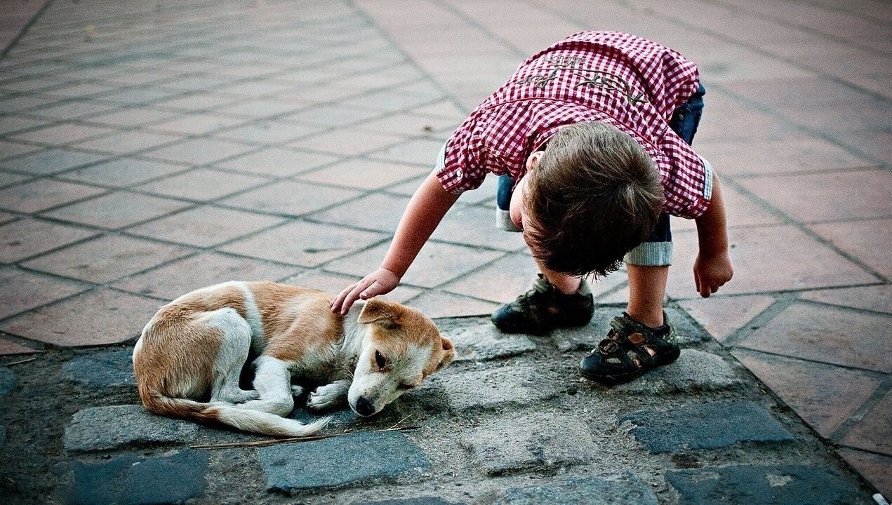 Petición · Que la @AsambleaEcuador archive la LODA! Una ley que no protege a los animales! - Colombia · Change.org