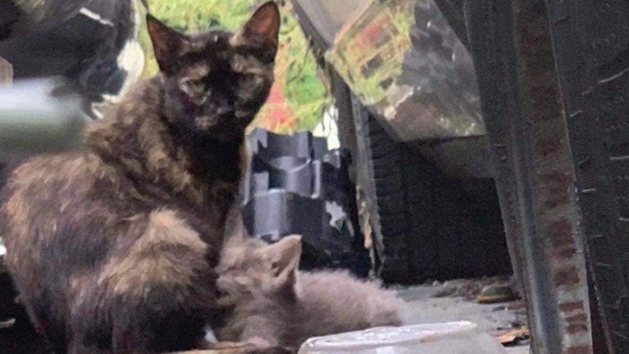Petition · Stop Windsors ban on feeding feral cats. Implement