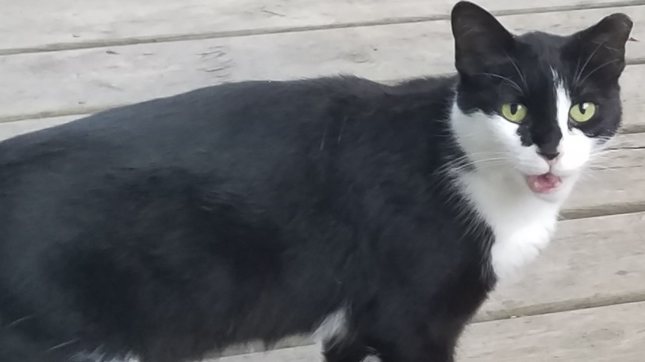 Petition · Protect Laingsburg, MI Pets and Those Who Love Them ·