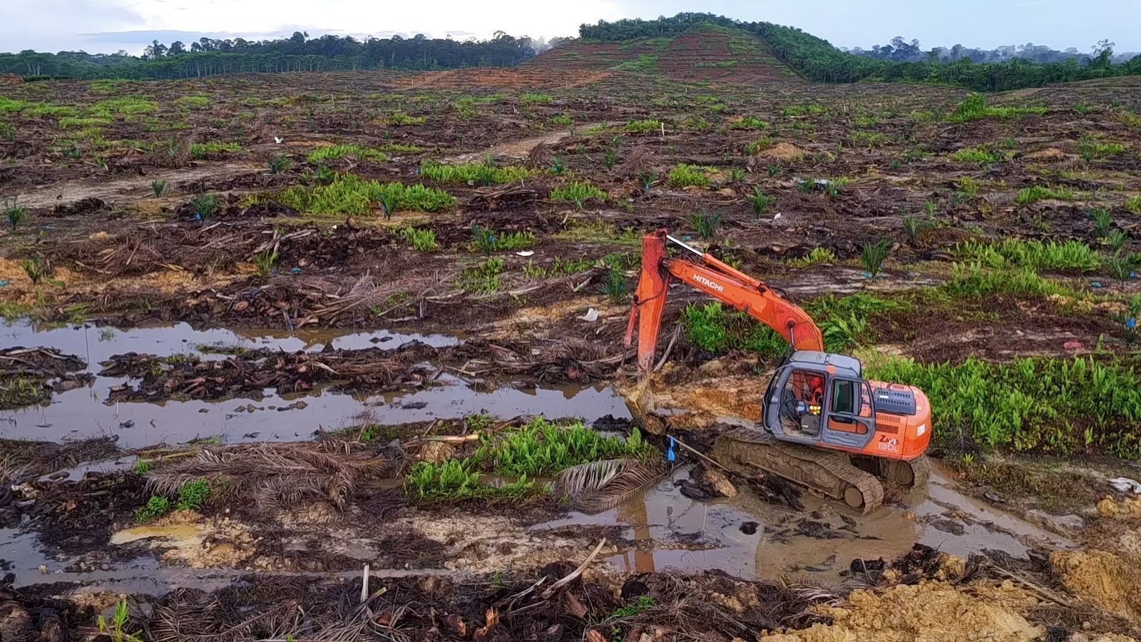 Petition · Stop Palm Oil Plantations United States ·