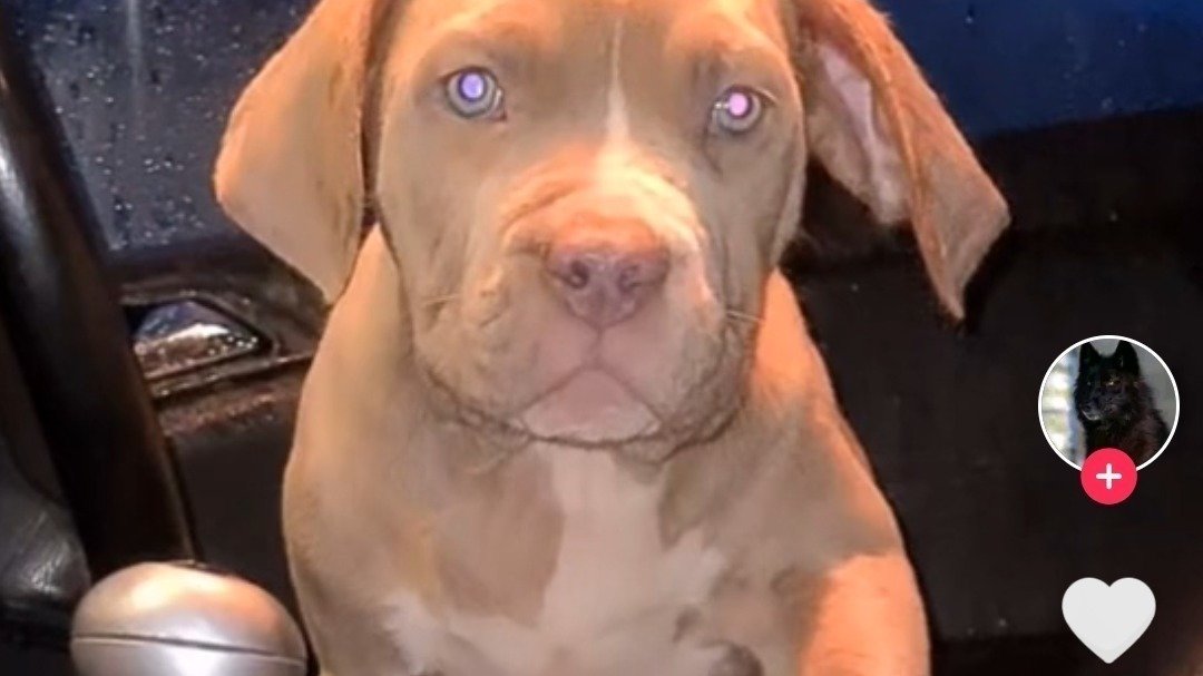 Petition · Licenses for dog breeders ·