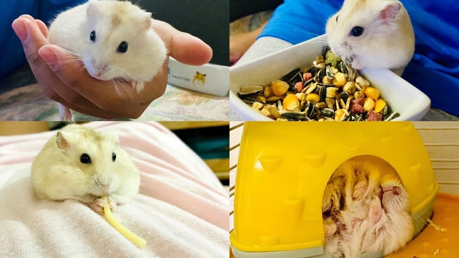 Petition · Save the pet hamsters from death in Hong Kong due to COVID