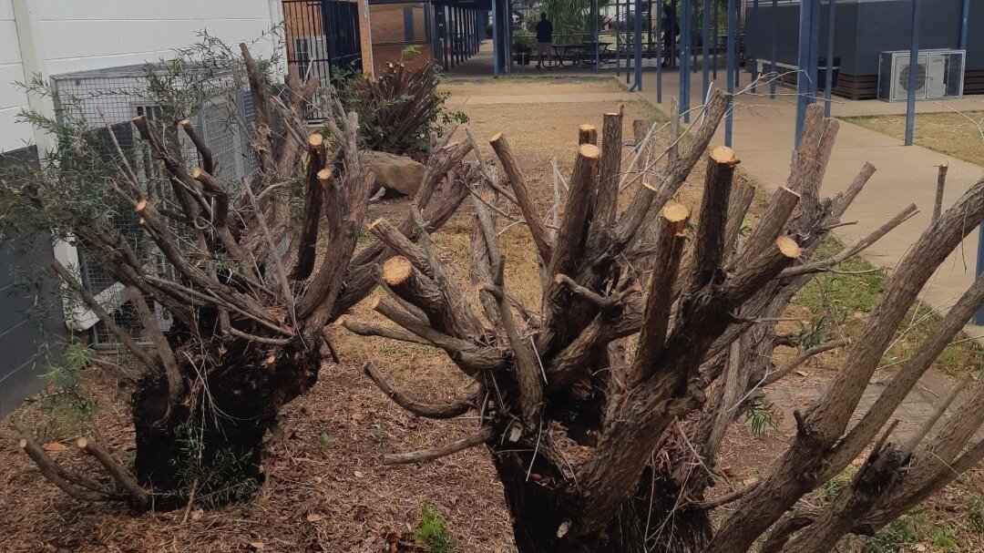 Petition · Stop cutting down trees, KSHS! Australia ·