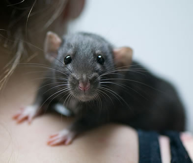Petition The Worldwide Ban On Feeding Live Animals As Inhumane