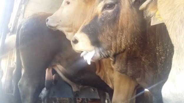 Petition · Pour un port de Sète sans transport d’animaux vivants - Sète ...