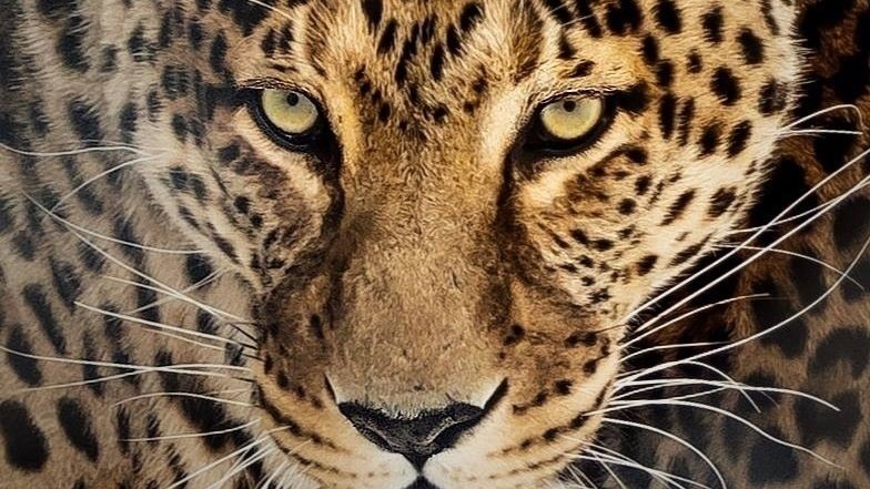 Pétition · La protection des animaux ·
