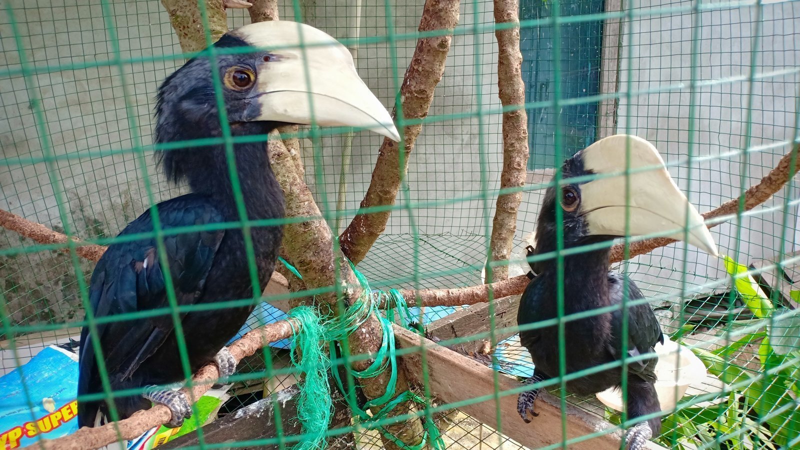 Supporter Comments World Wildlife Fund Save Burung Enggang