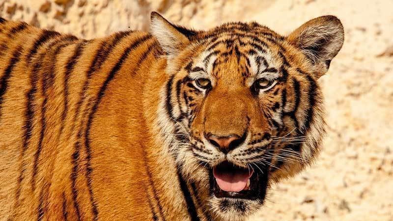 Petition · Protect South China Tiger Habitat - Hong Kong SAR China