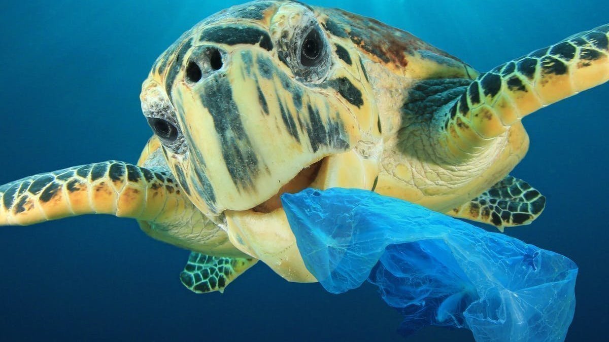 Petition · Grocery stores should use reusable bags instead of plastic