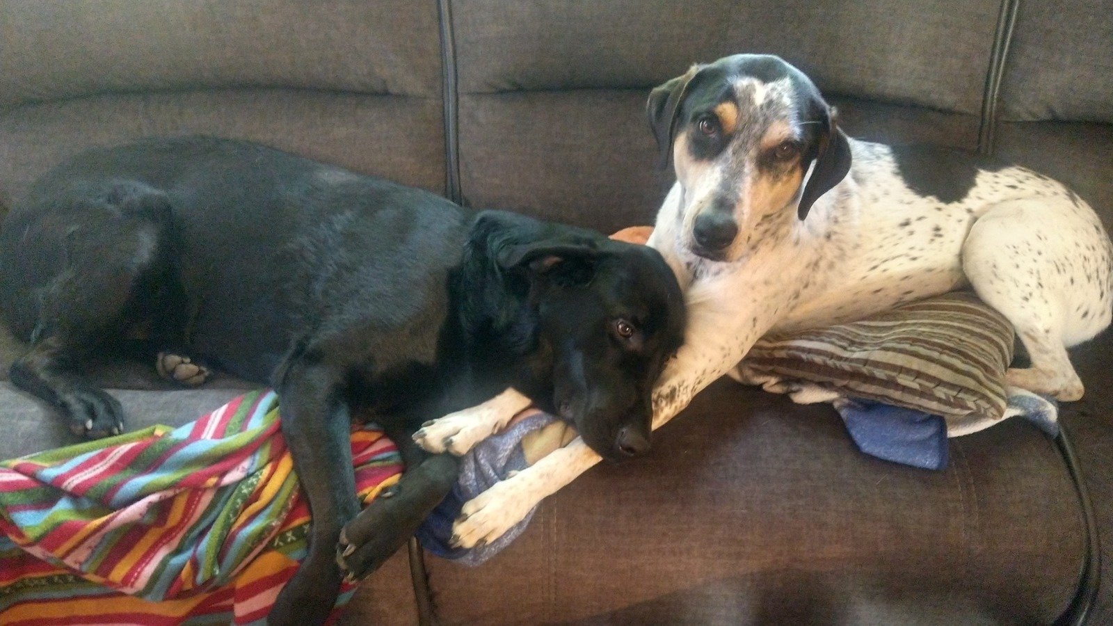 Petition · Allow ALL pets to be claimed as dependents! Not just service