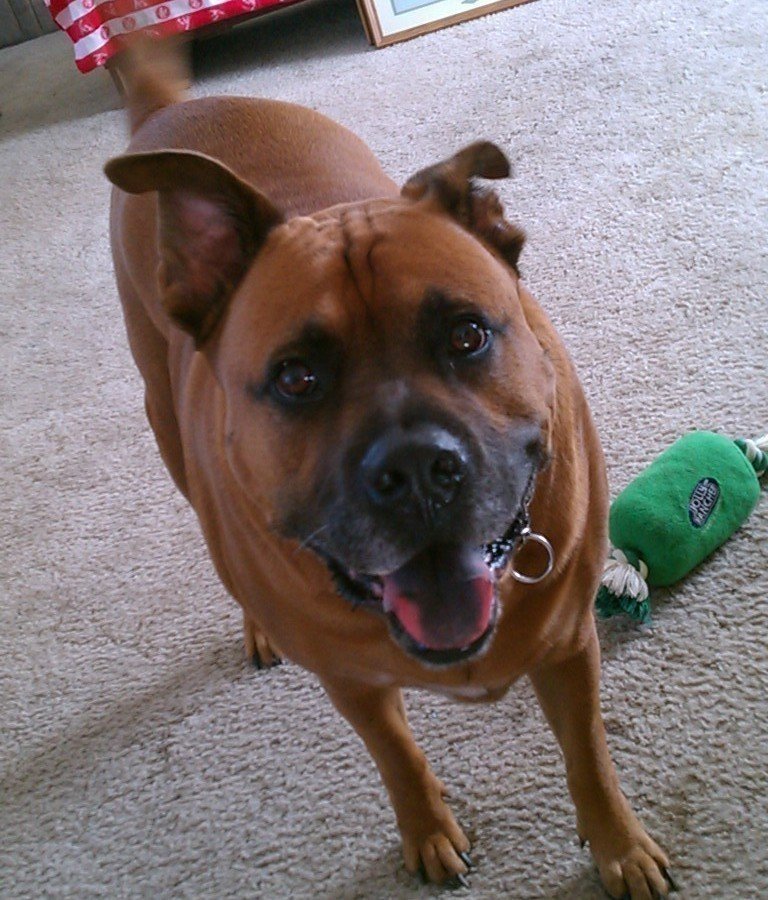 Petition · Landlords to end their "no pet" policy ·